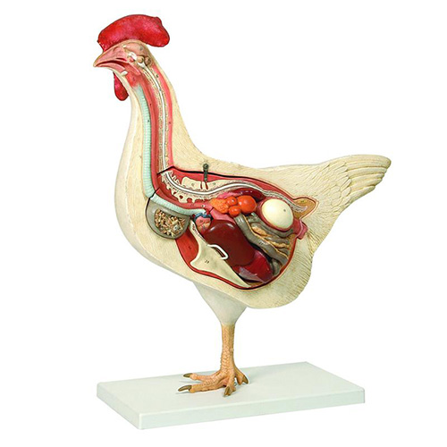 Hen (Bird) Dissection Model – Opustic Solution