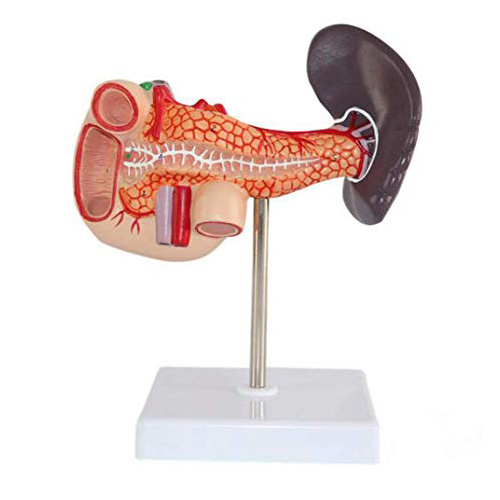 Human-Pancreas-Duodenum-and-Spleen-Anatomy-Model.jpg